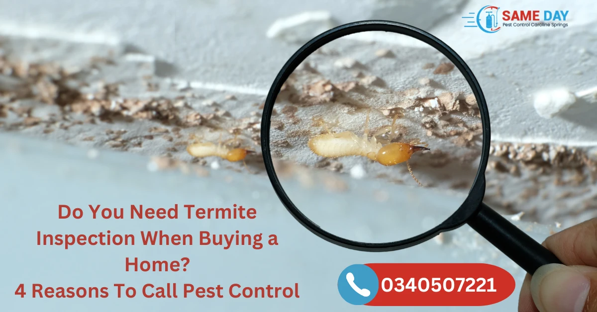 Here Are Some Reason for Termite Inspection Annually